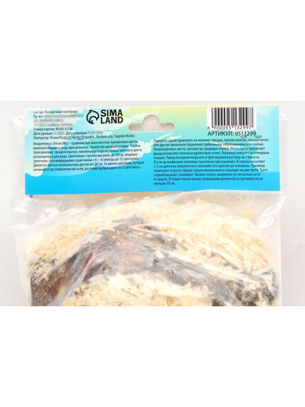 Амариллис Мелкоцветущий 