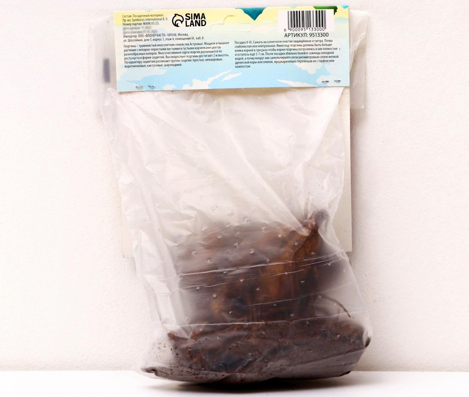 Георгина Кактусовидная 