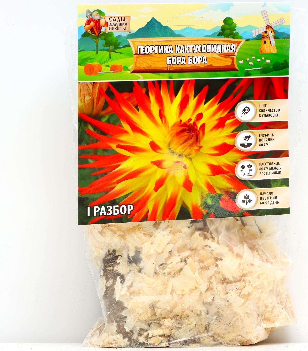 Георгина Кактусовидная 