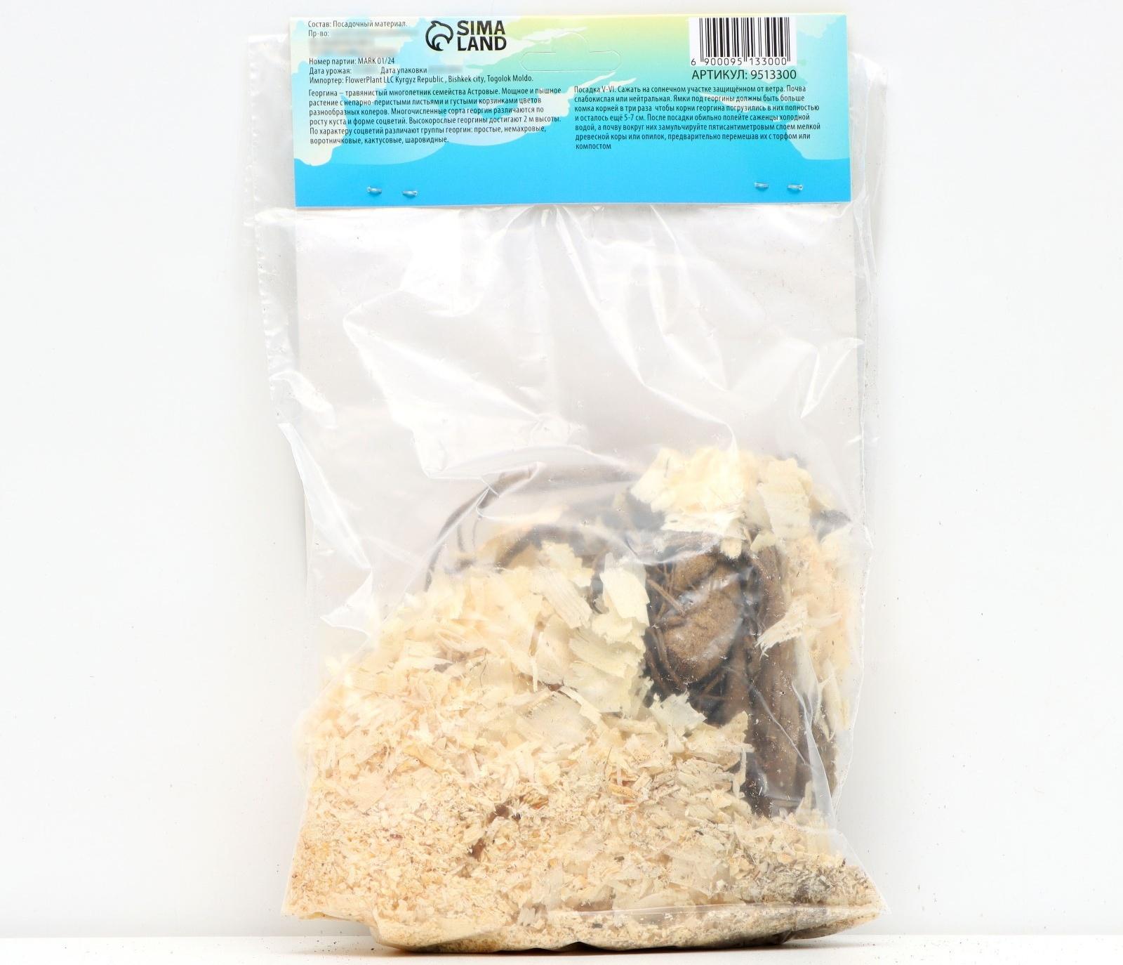 Георгина Кактусовидная 