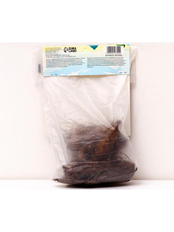 Георгина Кактусовидная 