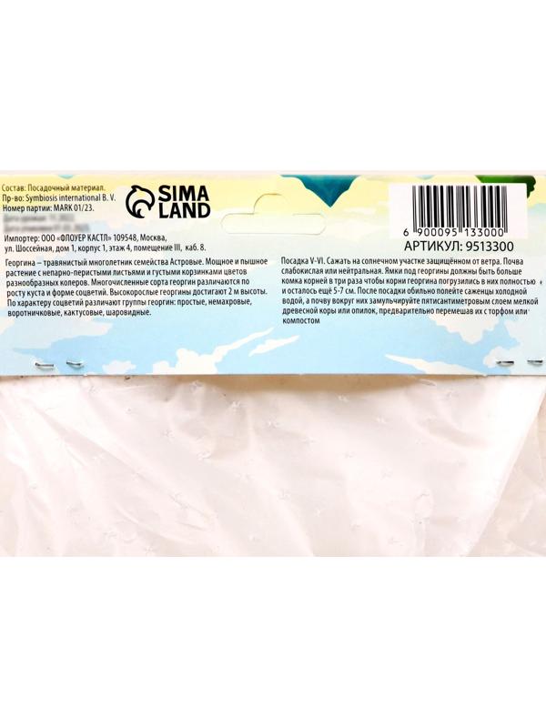 Георгина Кактусовидная 