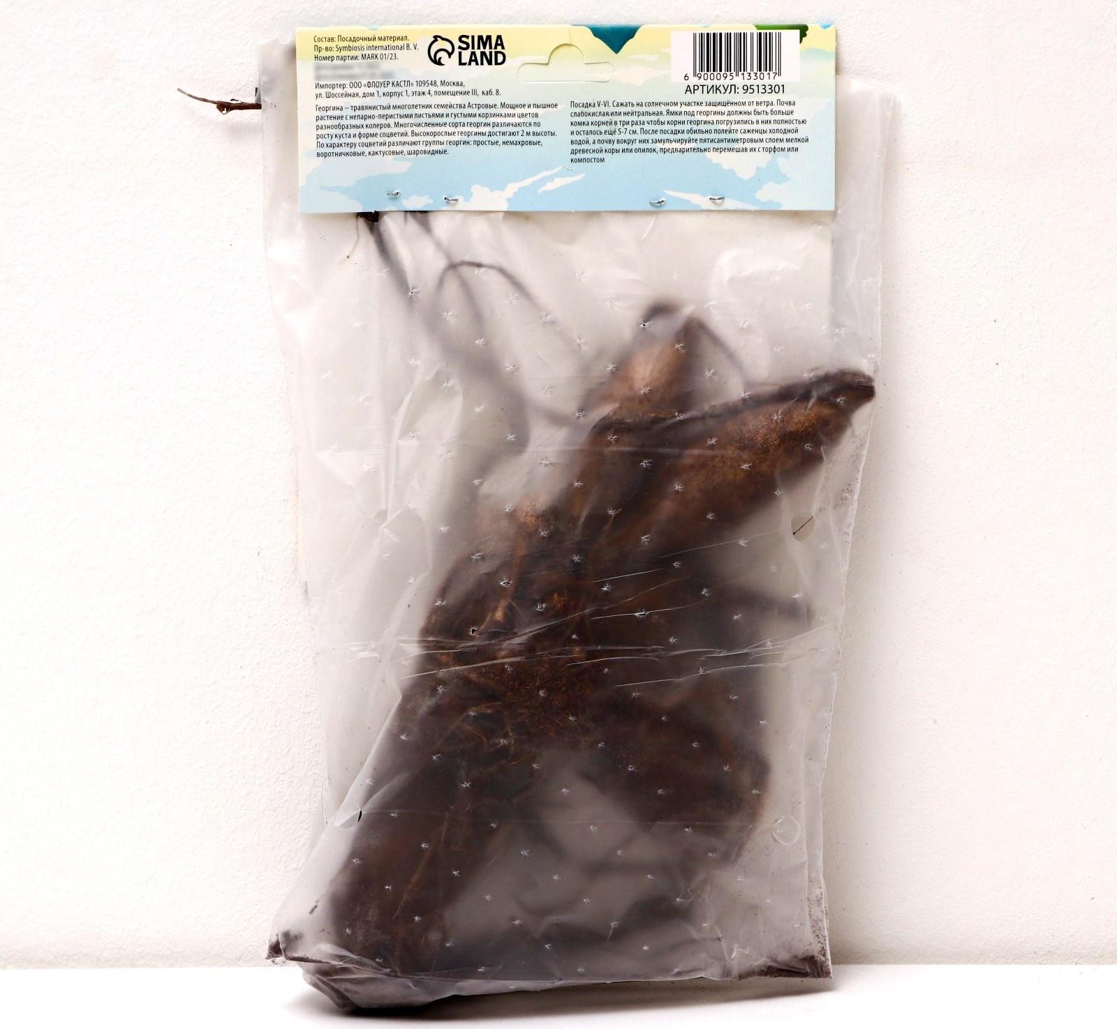 Георгина Кактусовидная 