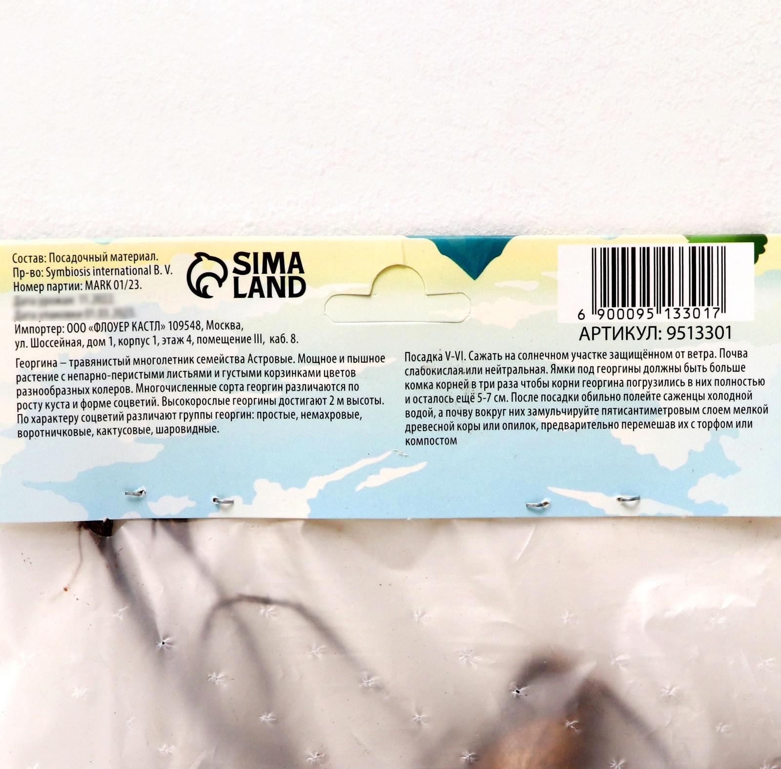 Георгина Кактусовидная 