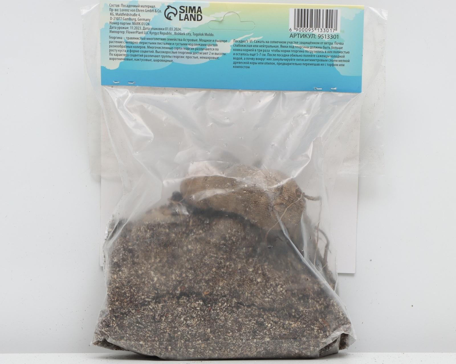 Георгина Кактусовидная 