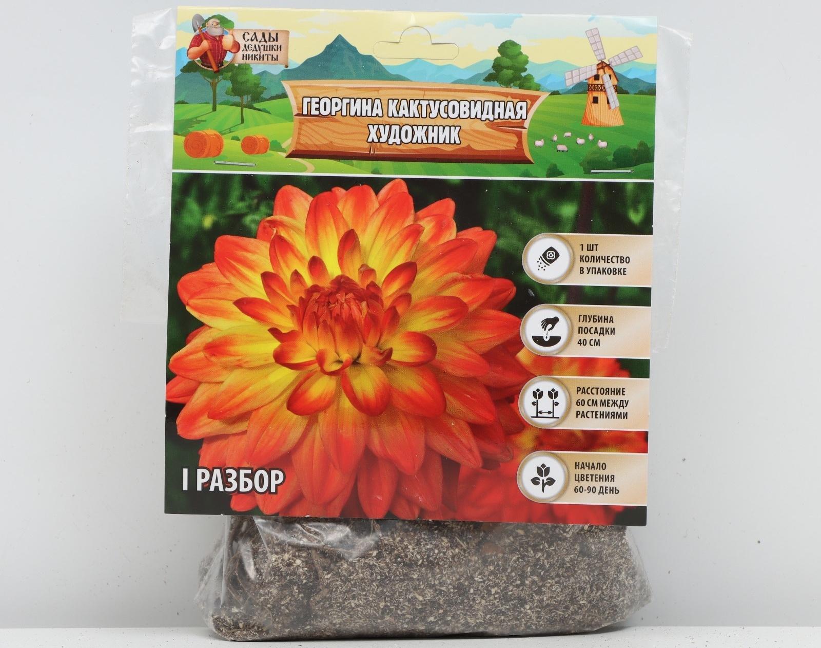 Георгина Кактусовидная 