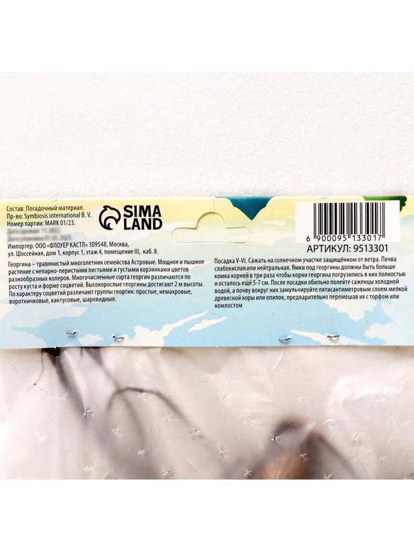 Георгина Кактусовидная 