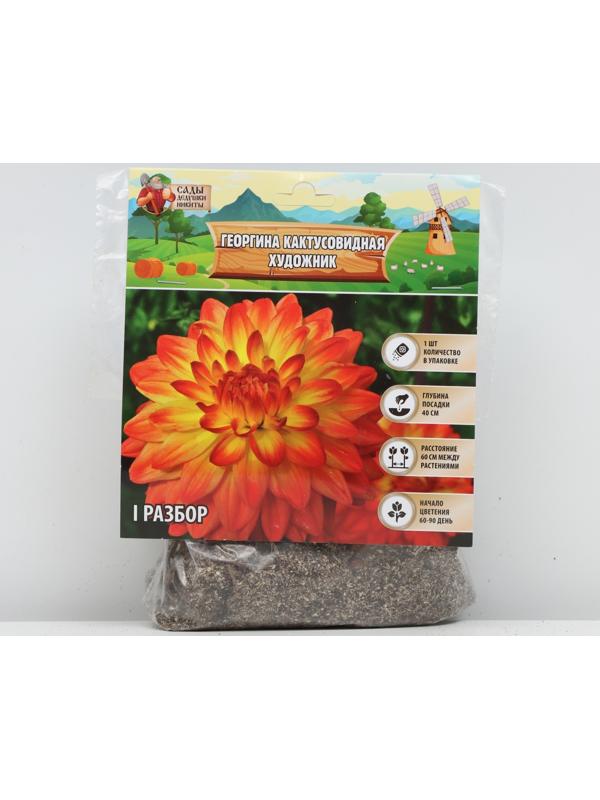 Георгина Кактусовидная 