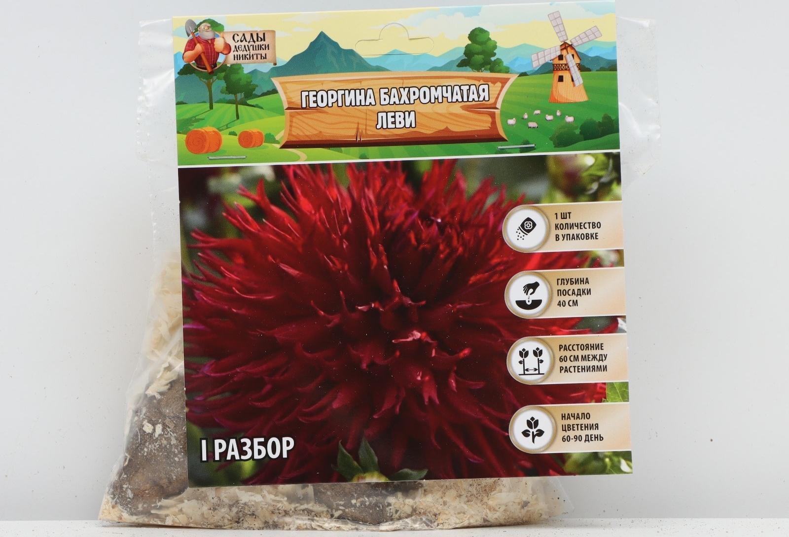 Георгина Бахромчатая 