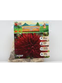 Георгина Бахромчатая 