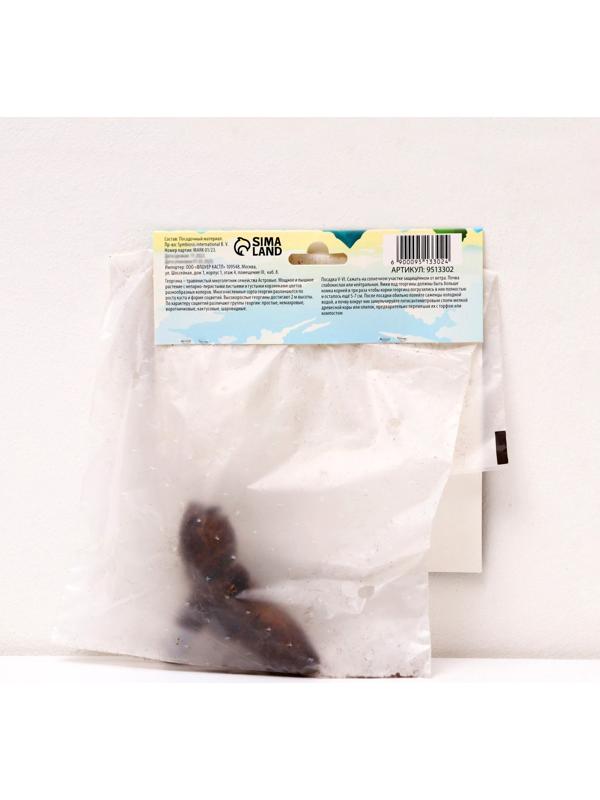 Георгина Бахромчатая 