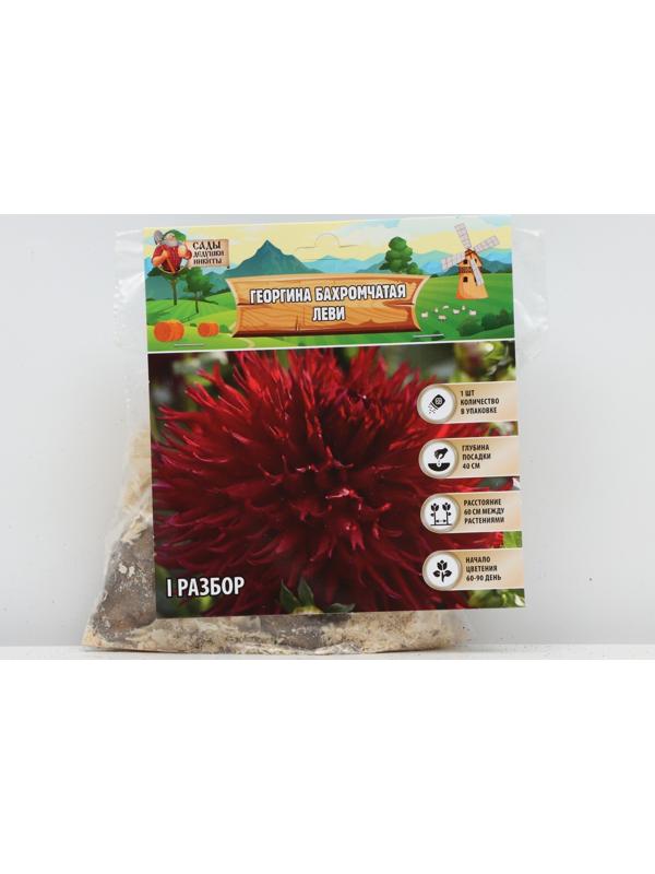 Георгина Бахромчатая 