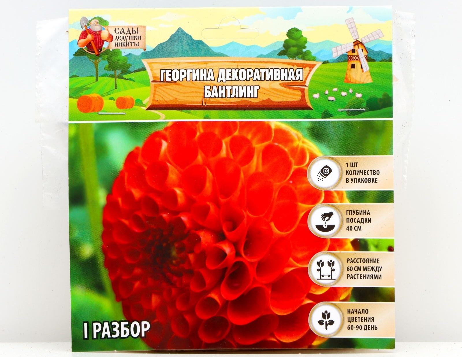 Георгина Декоративная 