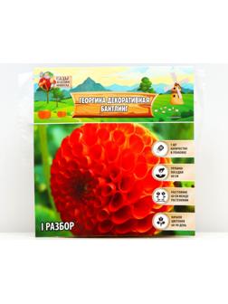 Георгина Декоративная 