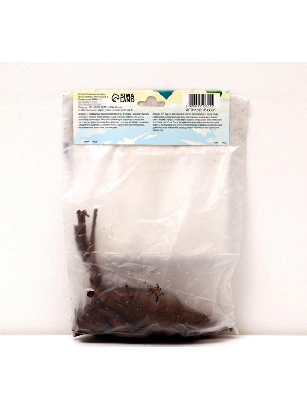 Георгина Декоративная 