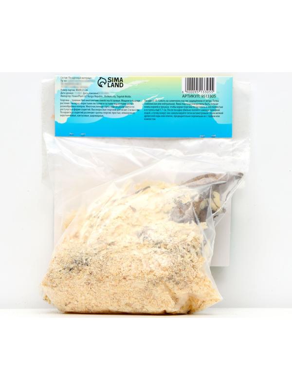 Георгина Декоративная 