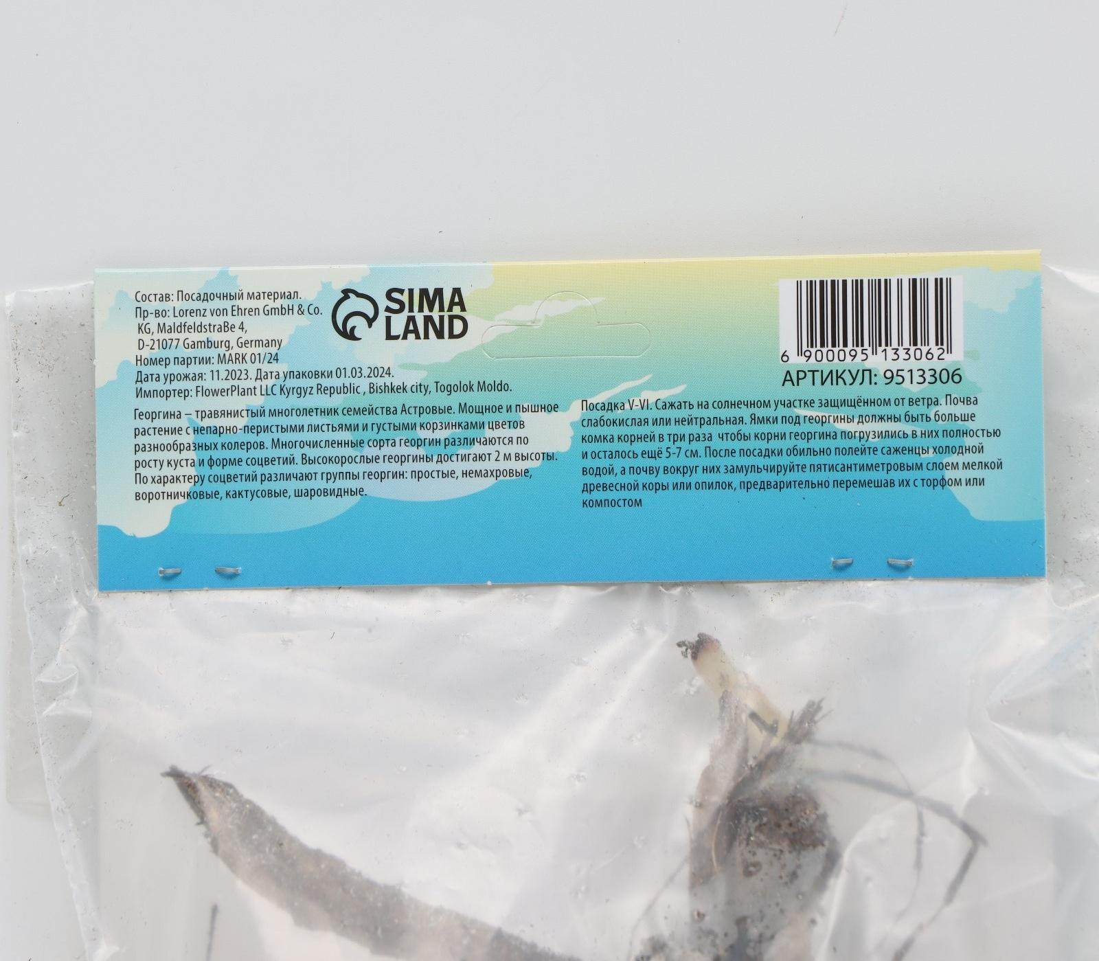 Георгина Декоративная 