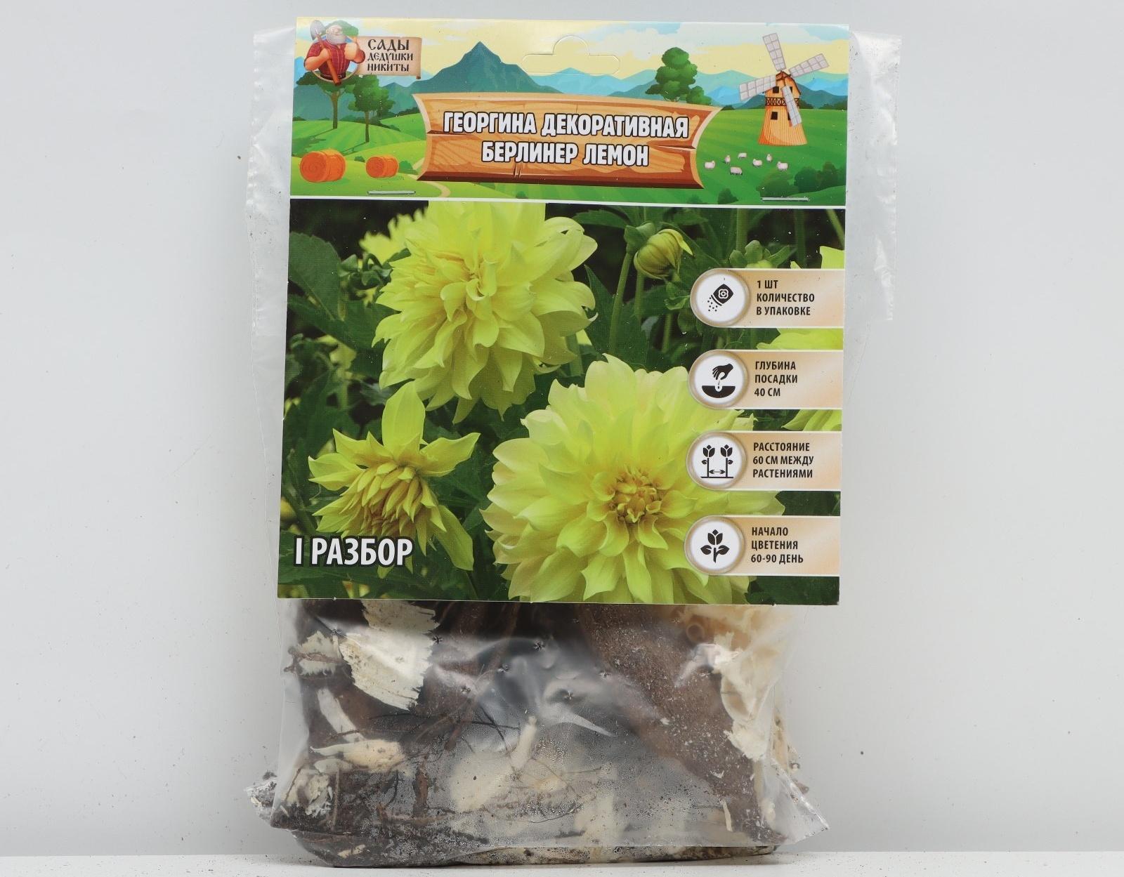 Георгина Декоративная 