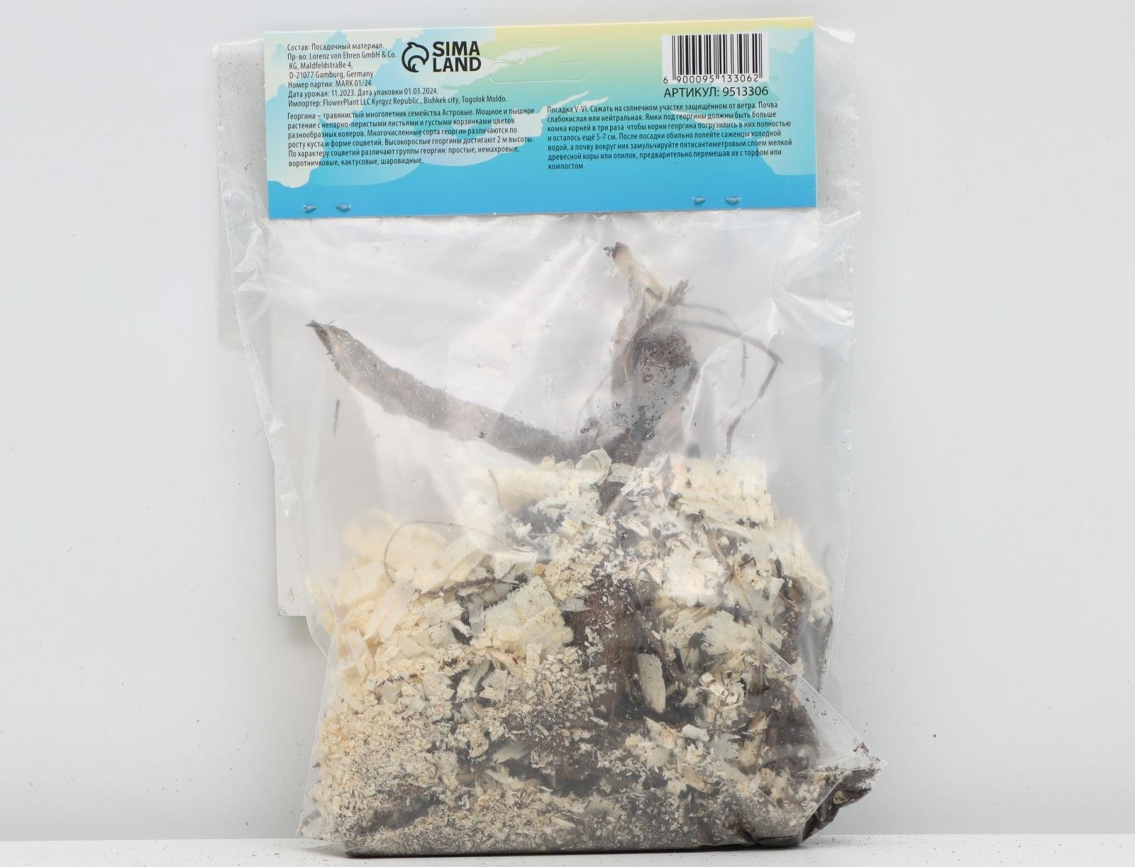 Георгина Декоративная 