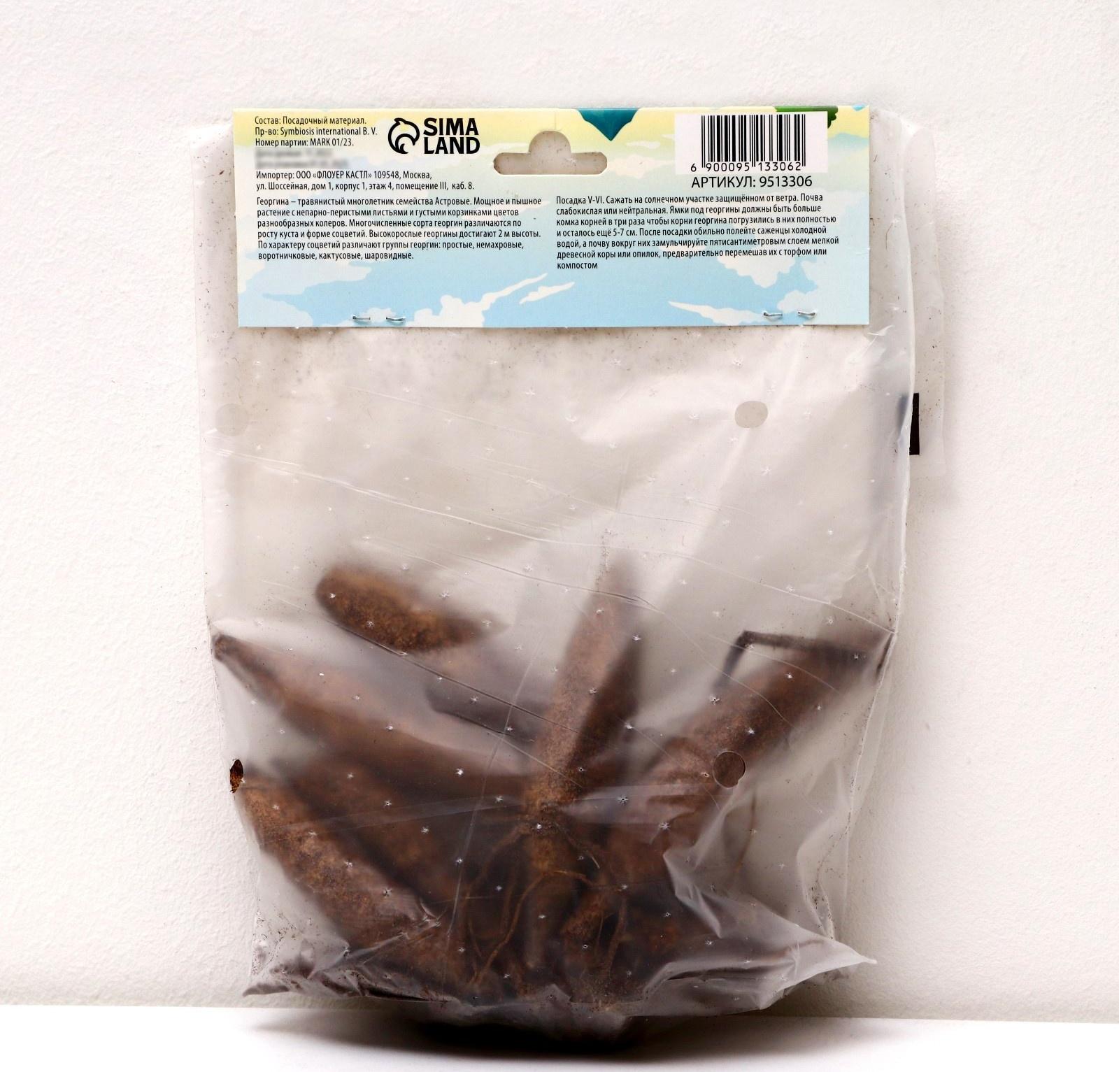 Георгина Декоративная 