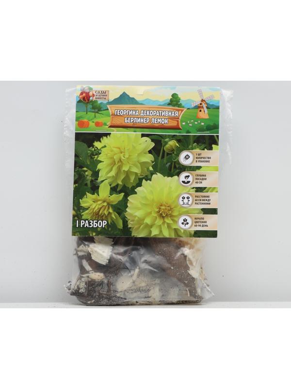 Георгина Декоративная 