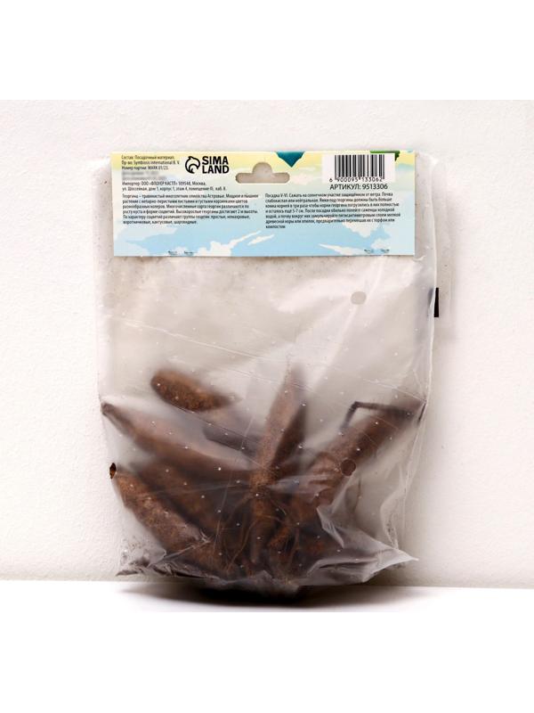 Георгина Декоративная 