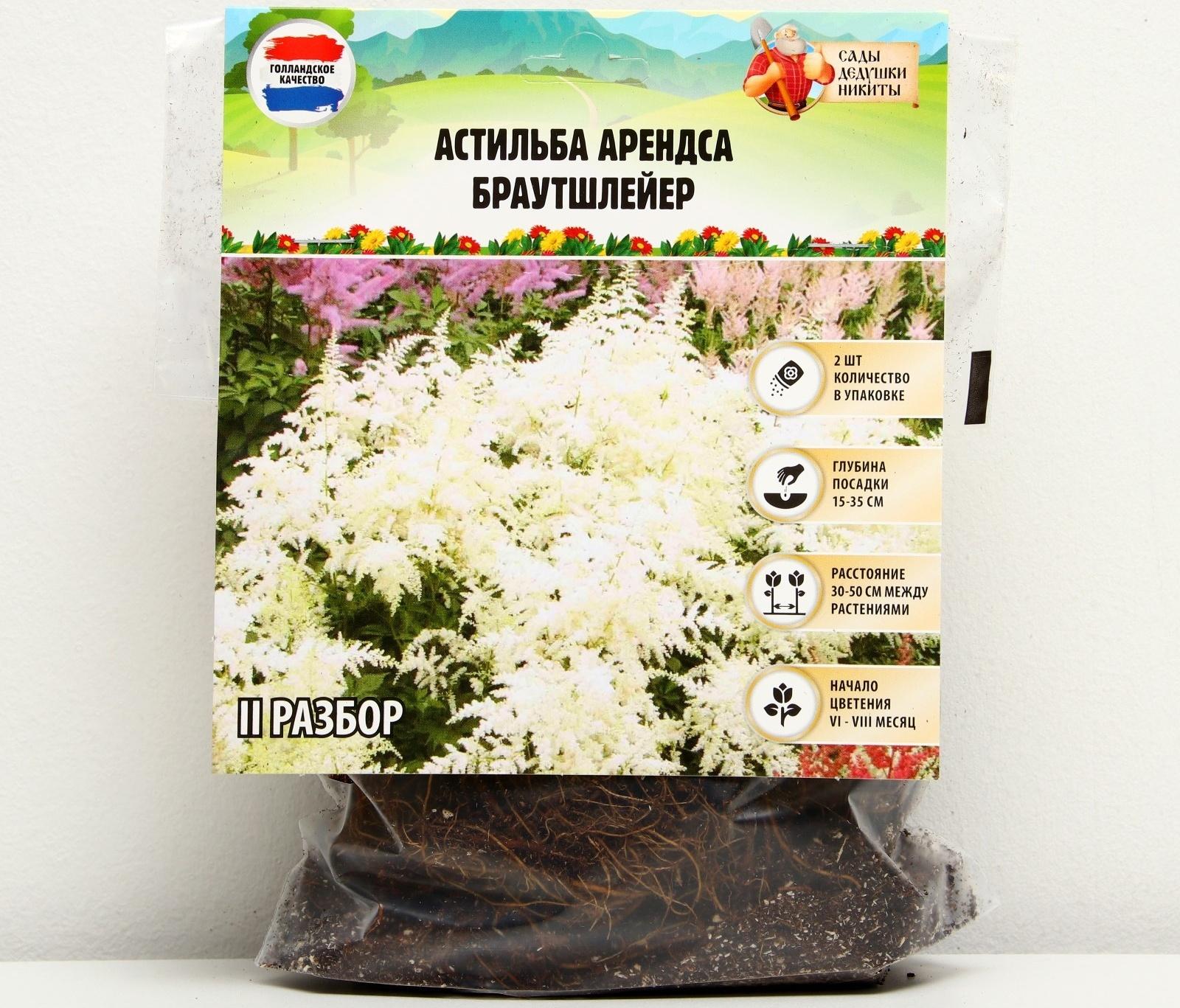 Астильба Арендса 