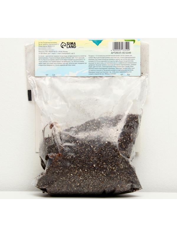 Астильба Арендса 