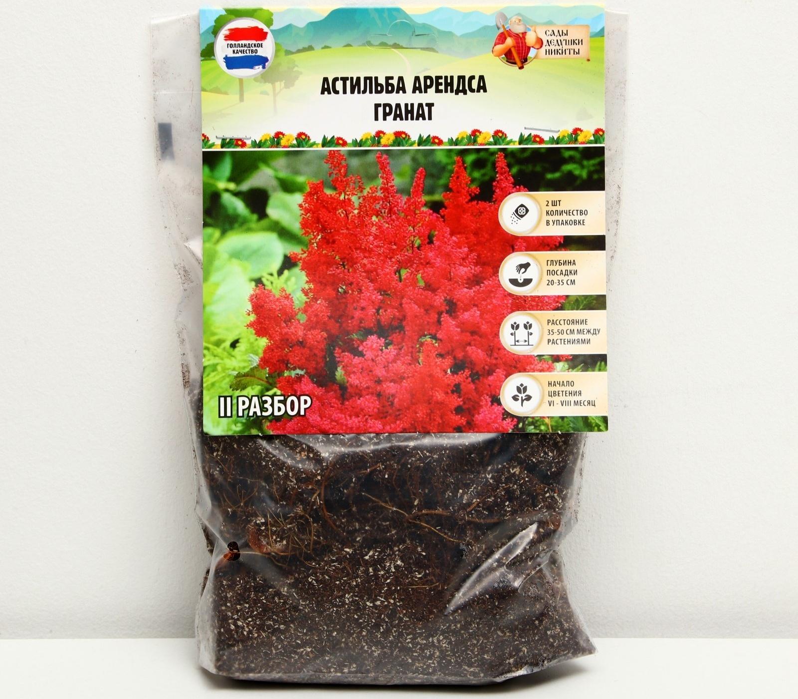 Астильба Арендса 