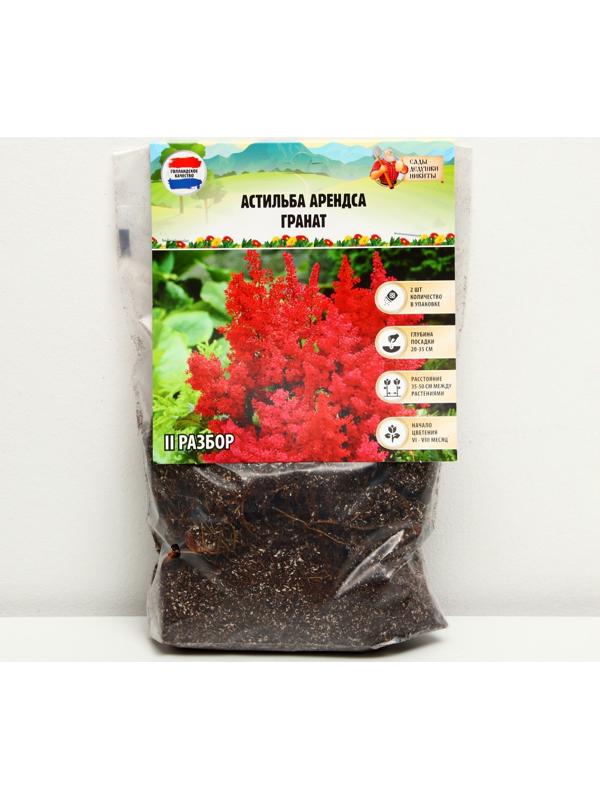Астильба Арендса 