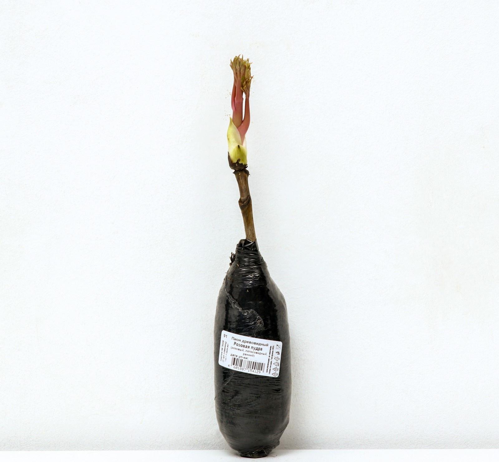 Пион древовидный (привитый на травянистый) 