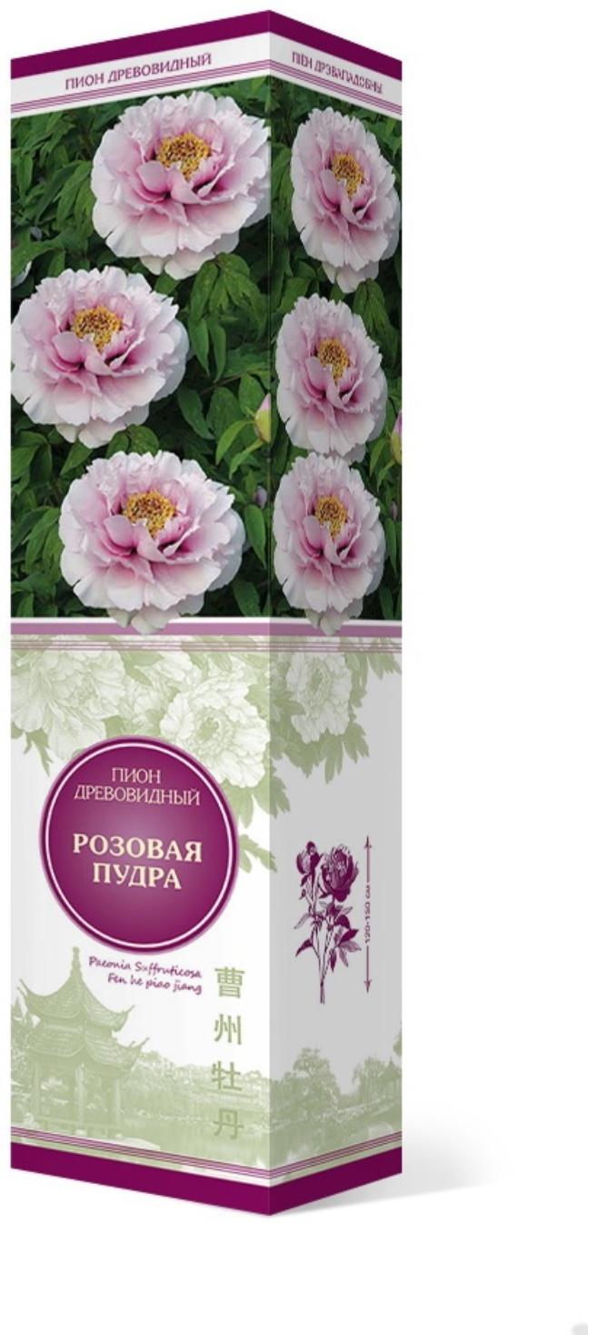 Пион древовидный (привитый на травянистый) 