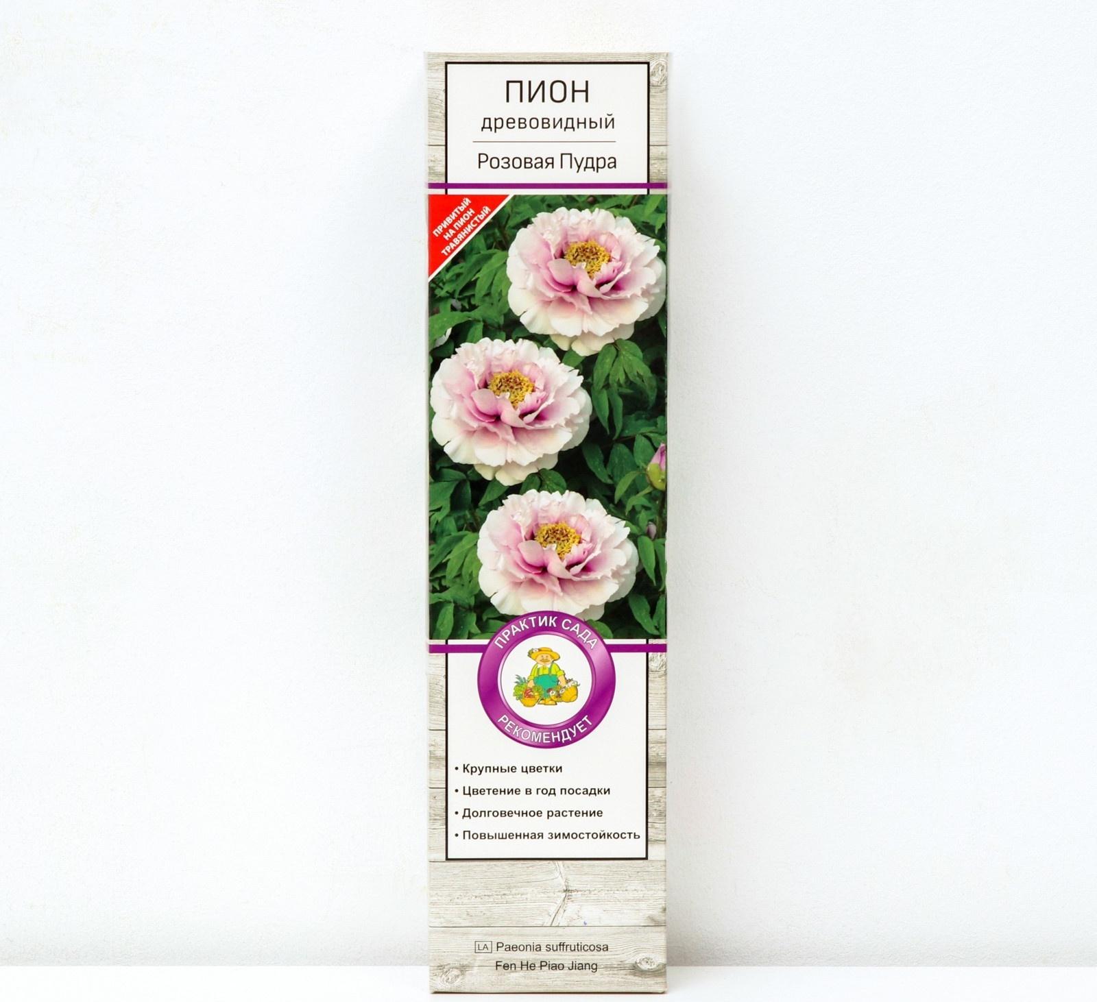 Пион древовидный (привитый на травянистый) 