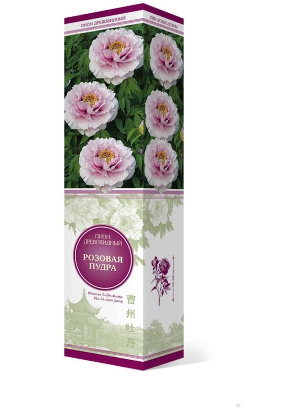 Пион древовидный (привитый на травянистый) 