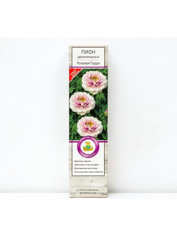 Пион древовидный (привитый на травянистый) 