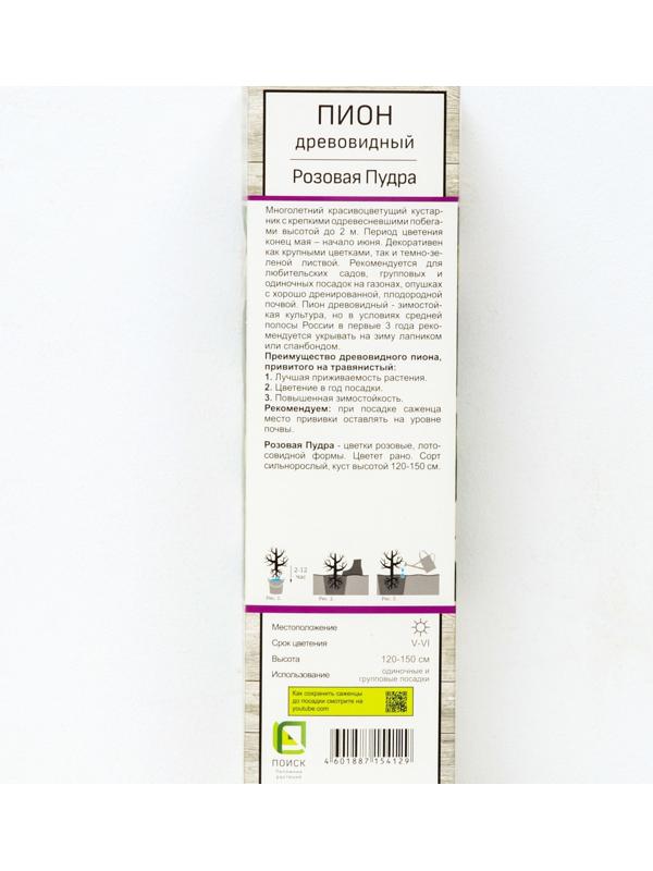 Пион древовидный (привитый на травянистый) 