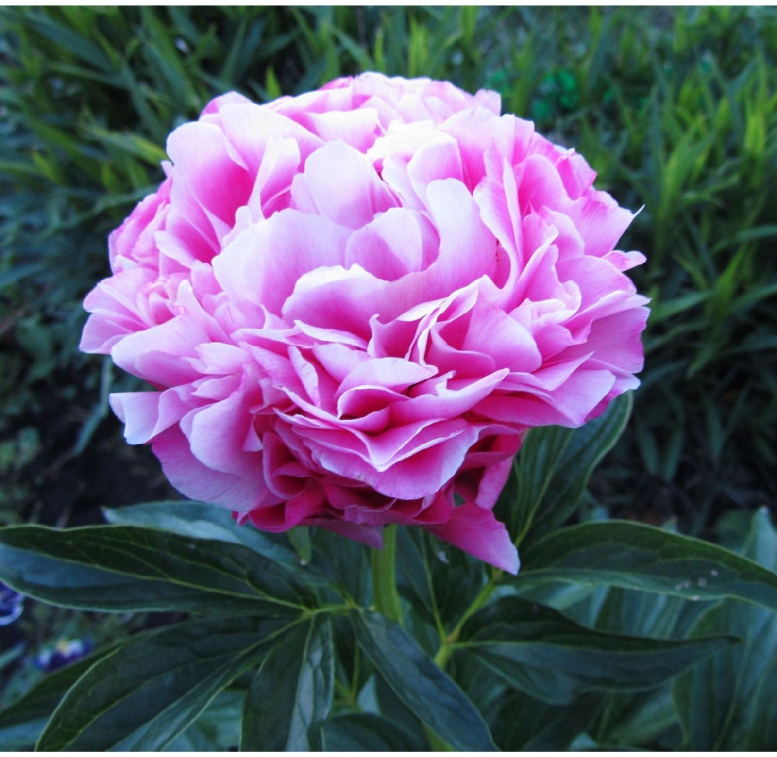 Саженец Пион Джокер, 1 шт, Весна 2024