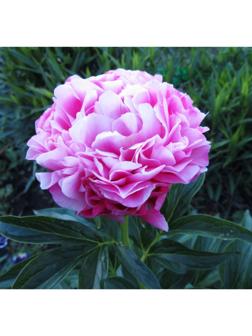 Саженец Пион Джокер, 1 шт, Весна 2024