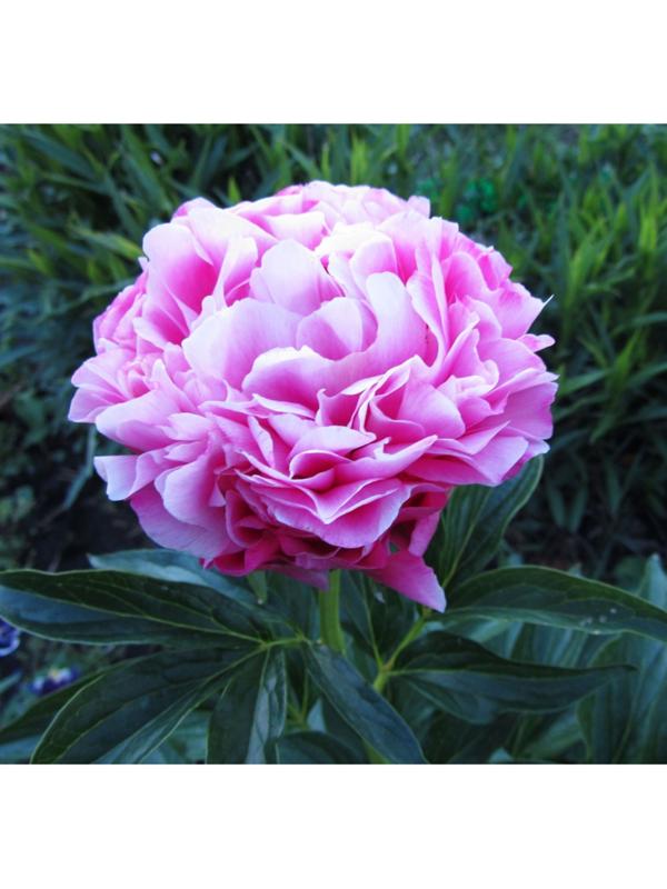 Саженец Пион Джокер, 1 шт, Весна 2024