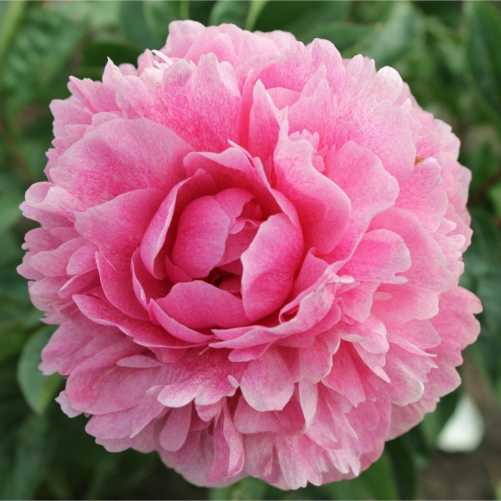 Саженец Пион Зе Фаун, 1 шт, Весна 2024