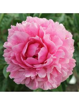 Саженец Пион Зе Фаун, 1 шт, Весна 2024