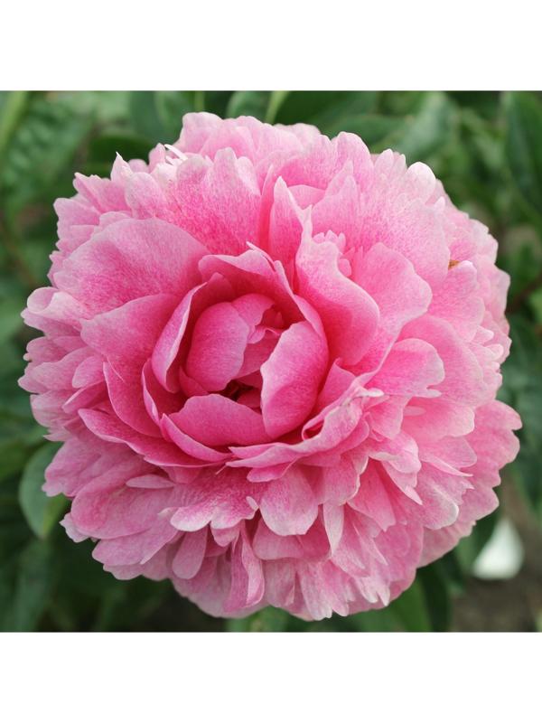 Саженец Пион Зе Фаун, 1 шт, Весна 2024