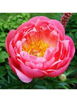Саженец Пион Корал Сансет, 1 шт, Весна 2024