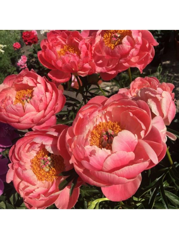 Саженец Пион Корал Шарм , 1 шт, Весна 2024