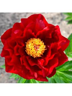 Саженец Пион Макинак Гранд, 1 шт, Весна 2024