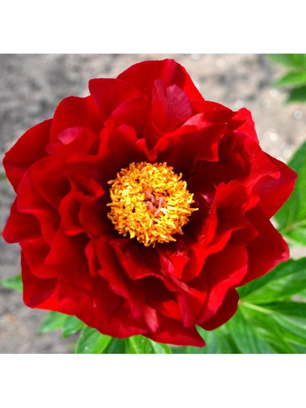 Саженец Пион Макинак Гранд, 1 шт, Весна 2024