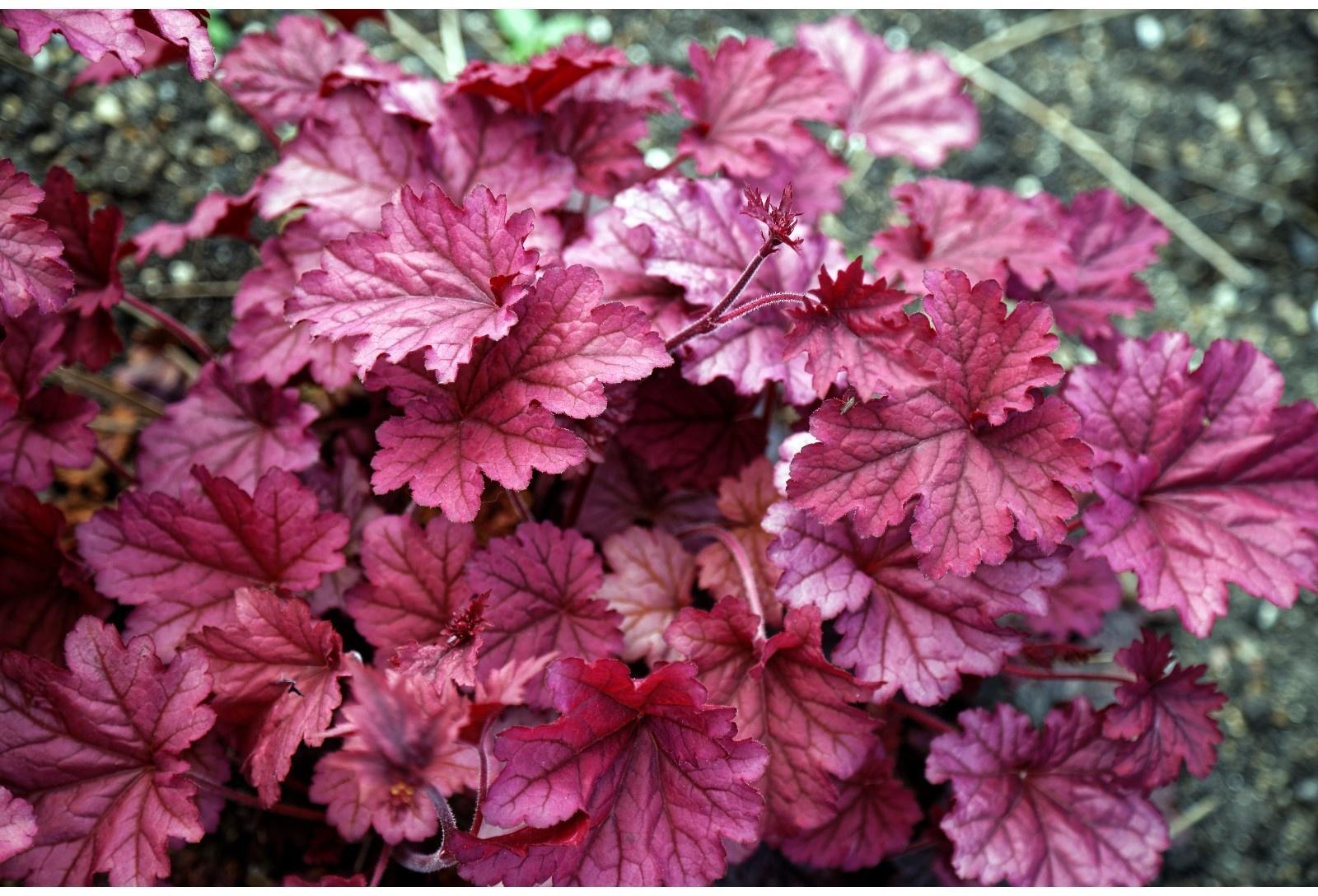 Саженец Гейхера Берри Смуси, 1 шт, Весна 2024