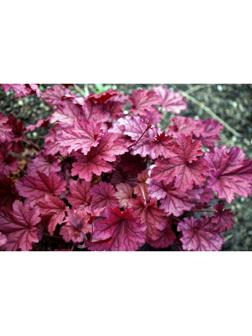 Саженец Гейхера Берри Смуси, 1 шт, Весна 2024