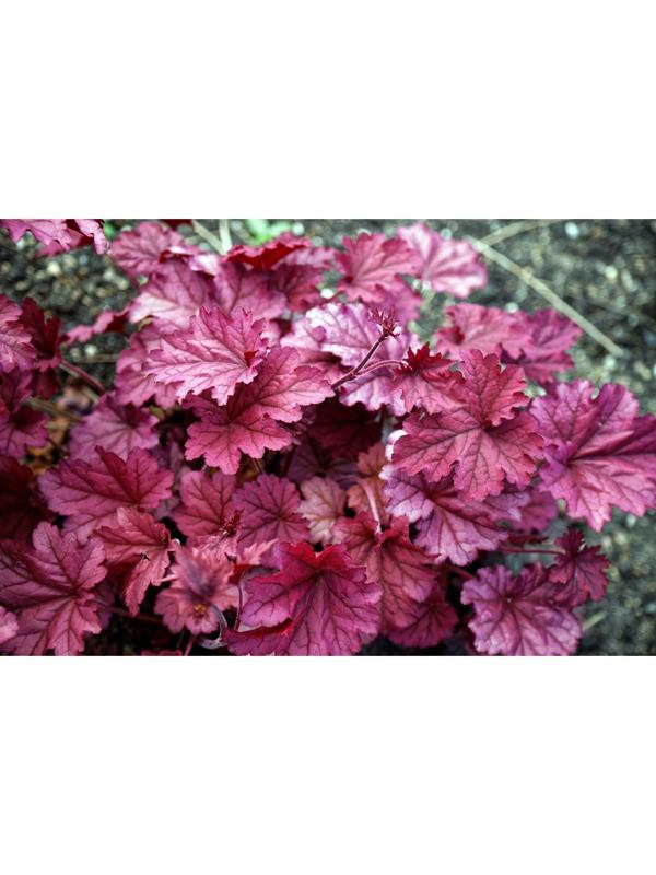 Саженец Гейхера Берри Смуси, 1 шт, Весна 2024