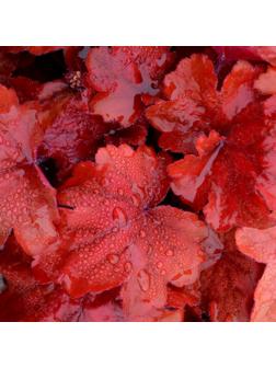 Саженец Гейхера Фаер Аларм, 1 шт, Весна 2024